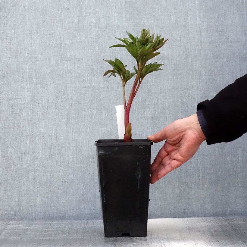 Spécimen de Pivoine lactiflora Red Charm Pot de 3L/4L tel que livré au printemps