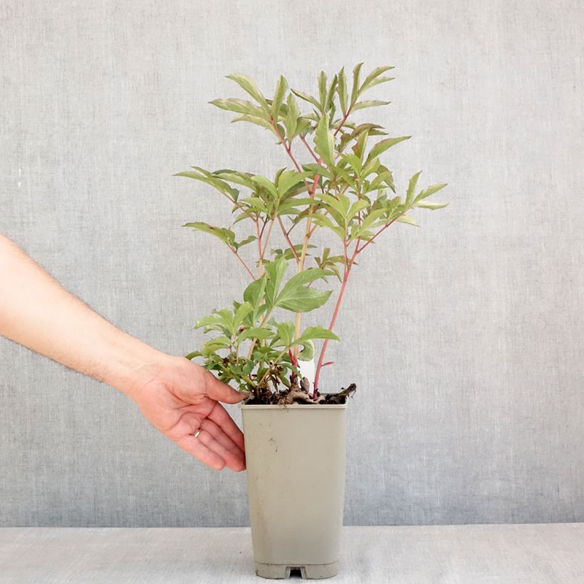 Spécimen de Pivoine lactiflora Reine Wilhelmine Pot de 3L/4L tel que livré au printemps