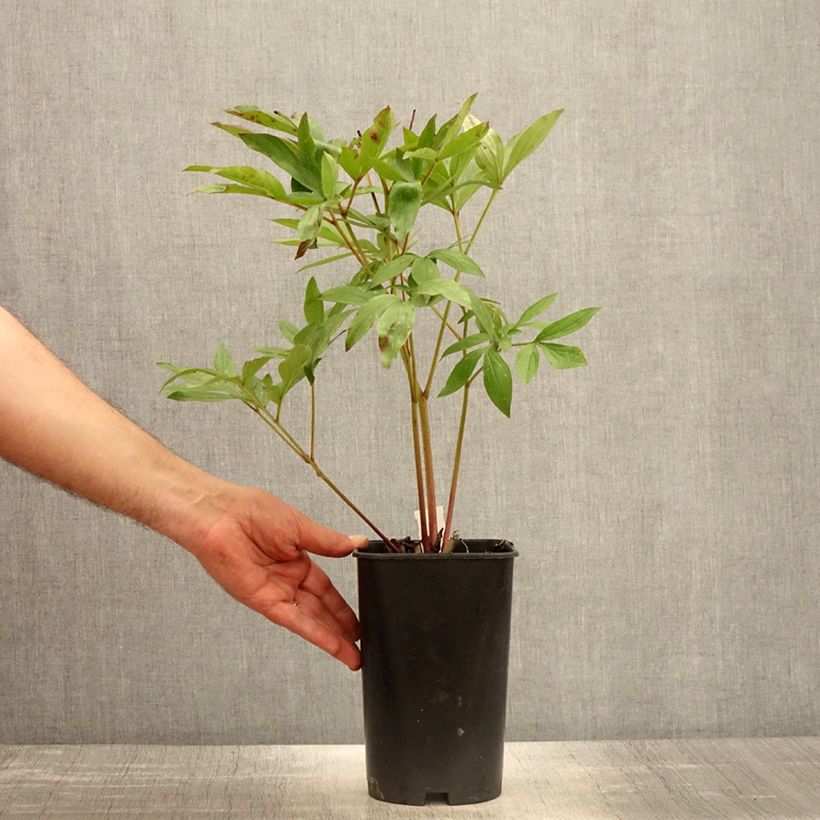 Spécimen de Pivoine lactiflora Sarah Bernhardt Pot de 3L/4L tel que livré au printemps