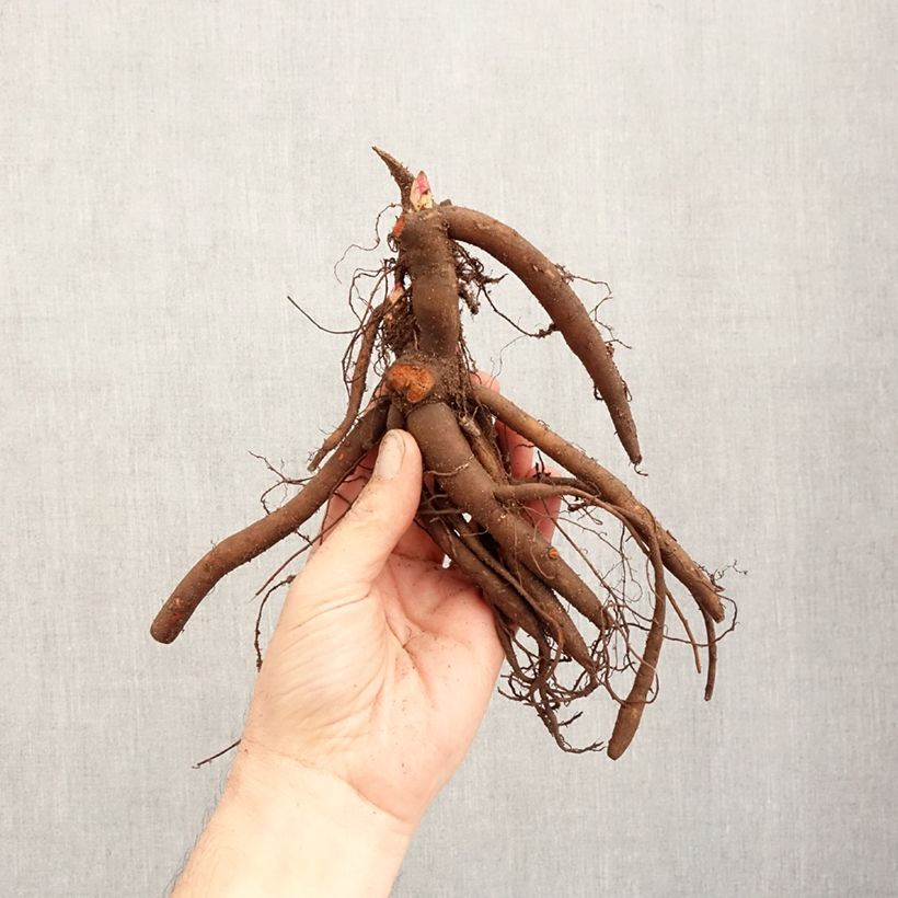 Spécimen de Pivoine lactiflora Sarah Bernhardt Souche 3/5 yeux tel que livré en hiver