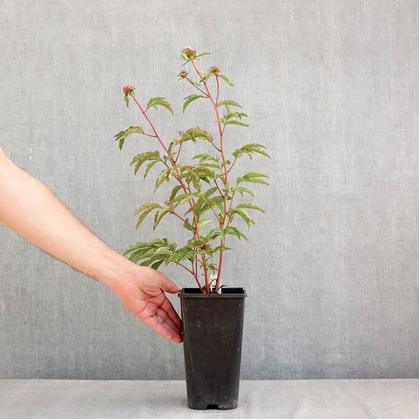 Spécimen de Pivoine lactiflora Solange Pot de 3L/4L tel que livré au printemps