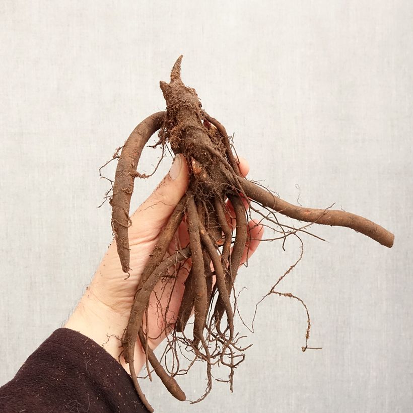 Spécimen de Pivoine lactiflora Sorbet Souche 3/5 yeux tel que livré en hiver