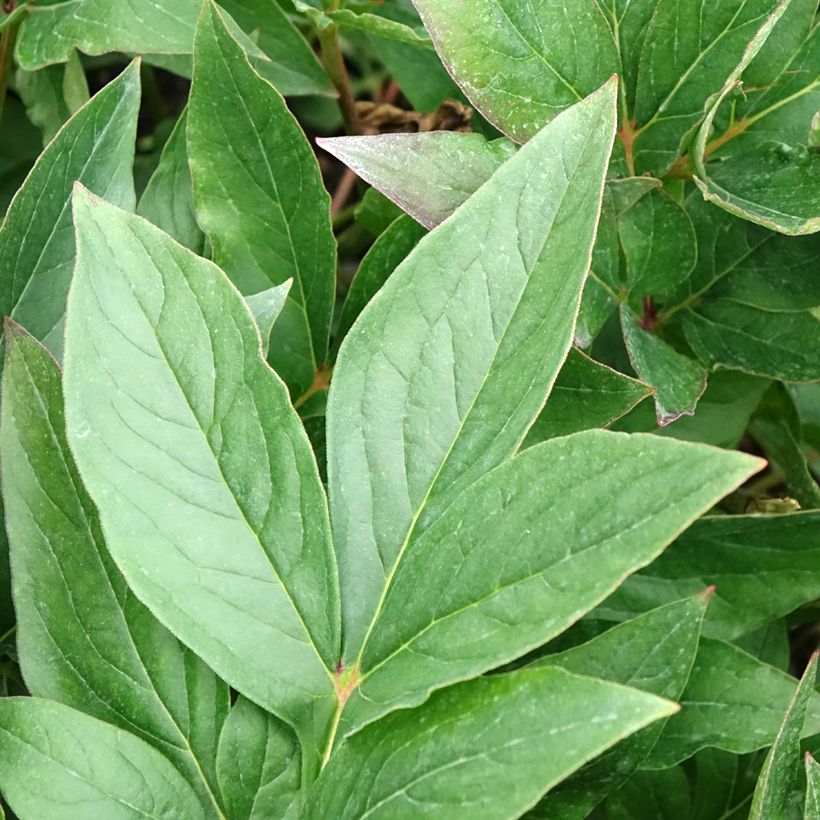 Pivoine lactiflora Think pink (Feuillage)