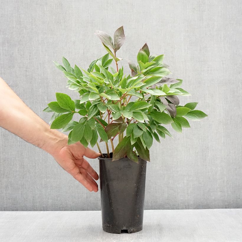 Spécimen de Pivoine lactiflora Think pink Pot de 4L/5L tel que livré au printemps