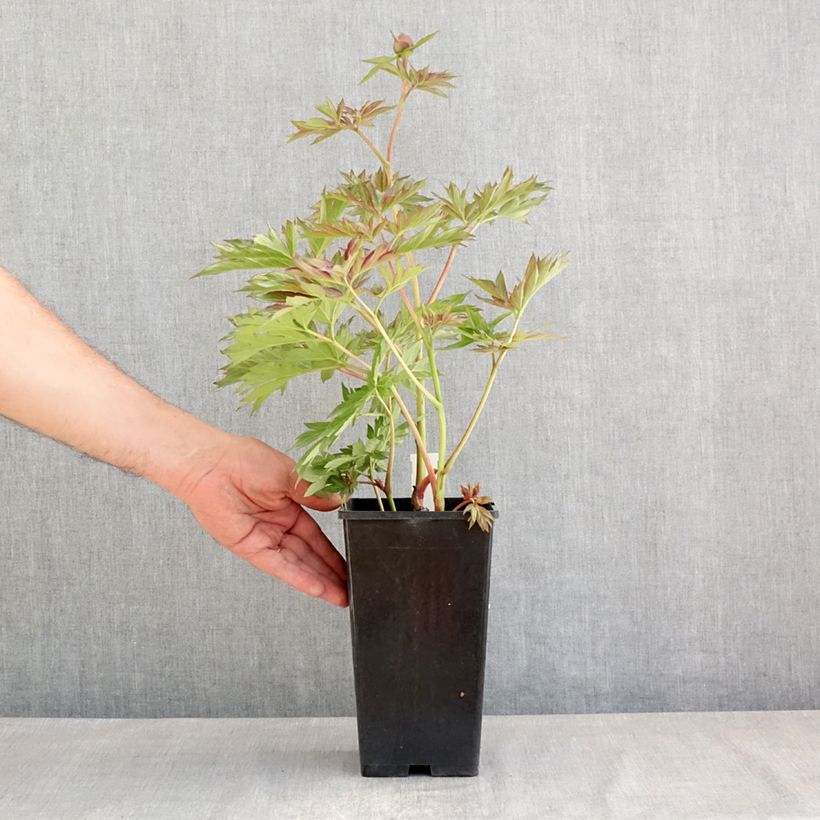 Spécimen de Pivoine lactiflora Victoire de la Marne Pot de 3L/4L tel que livré au printemps