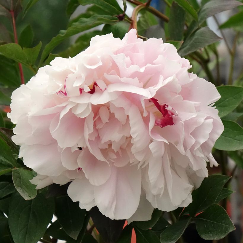 Pivoine lactiflora Vogue (Floraison)