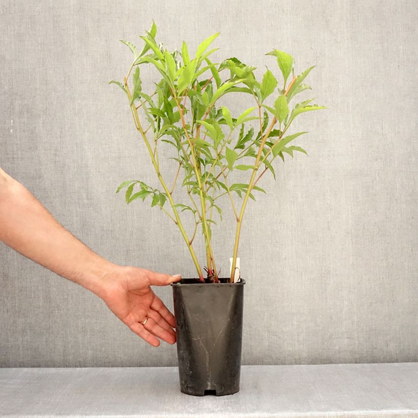 Spécimen de Pivoine lactiflora Vogue Pot de 4L/5L tel que livré au printemps