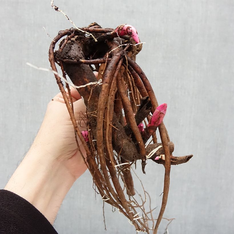 Spécimen de Pivoine lactiflora White Cap Souche 3/5 yeux tel que livré en hiver