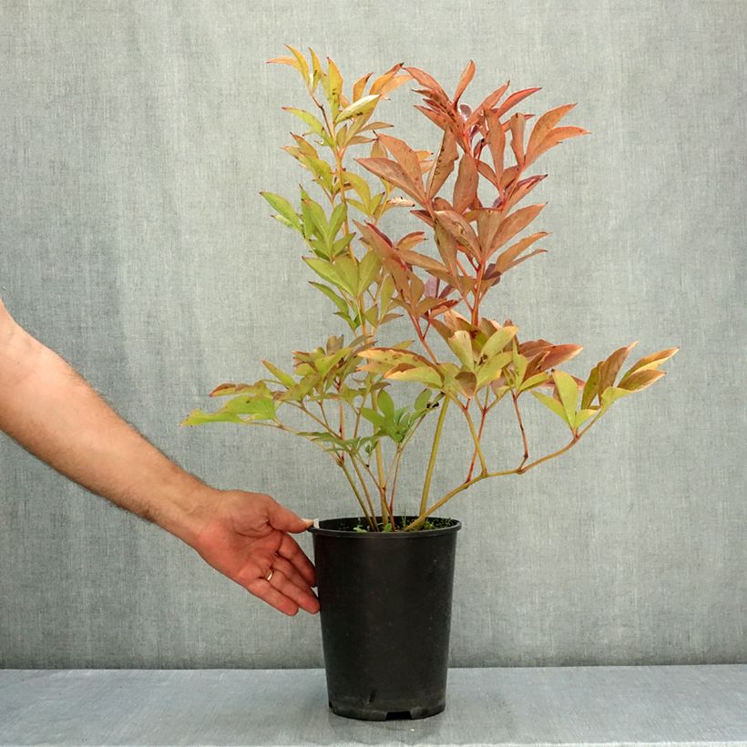 Spécimen de Pivoine naine Patio Peony Athens Pot de 3L/4L tel que livré en été