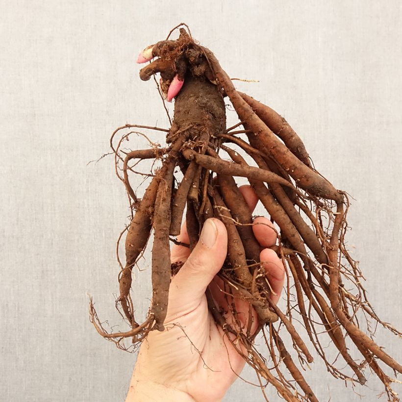 Spécimen de Pivoine naine Patio Peony Kiev Souche 3/5 yeux tel que livré en hiver