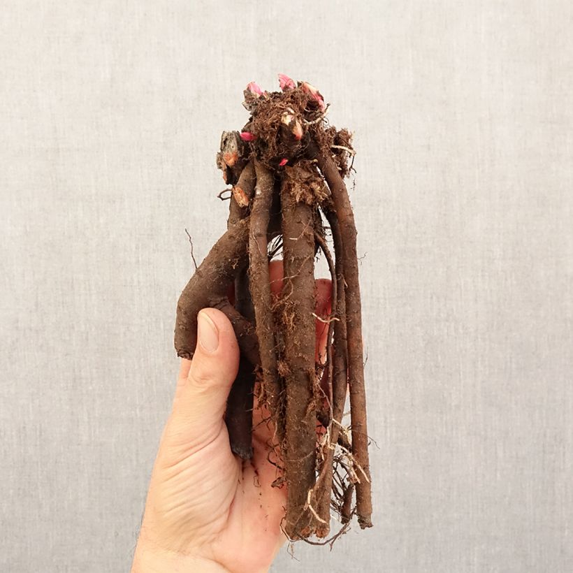 Spécimen de Pivoine naine Patio Peony London Souche 3/5 yeux tel que livré en hiver