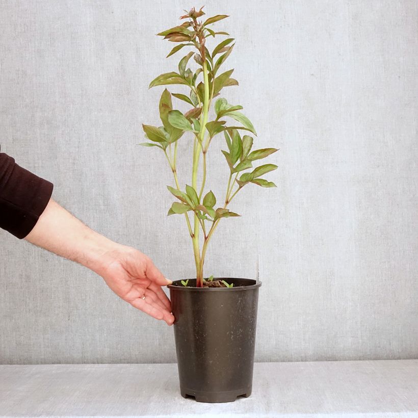 Spécimen de Pivoine naine Patio Peony Madrid Pot de 3L/4L tel que livré au printemps