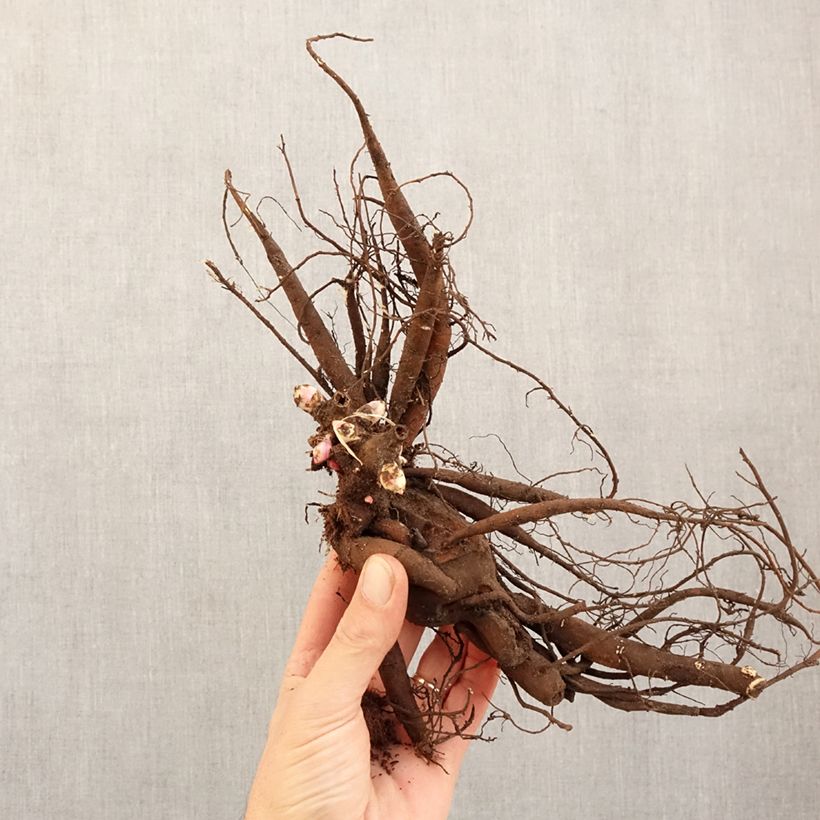 Spécimen de Pivoine naine Patio Peony Moscow Souche 3/5 yeux tel que livré en hiver