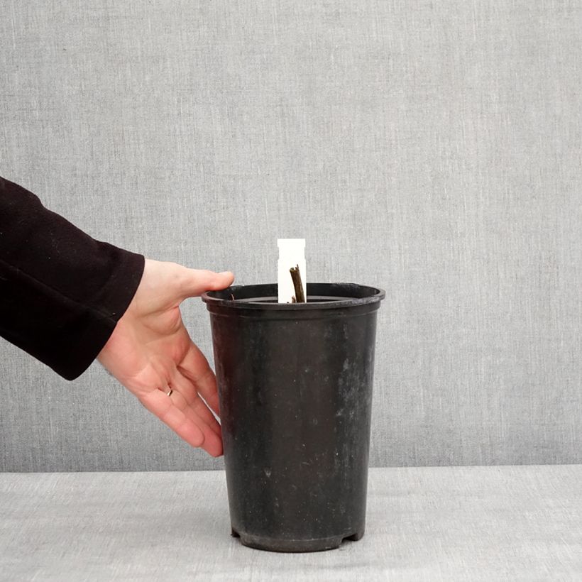Spécimen de Pivoine officinale Alba Plena Pot de 3L/4L tel que livré en hiver