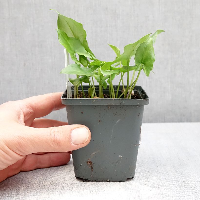 Spécimen de Plante souris - Arisarum proboscideum Godet de 8/9 cm tel que livré au printemps