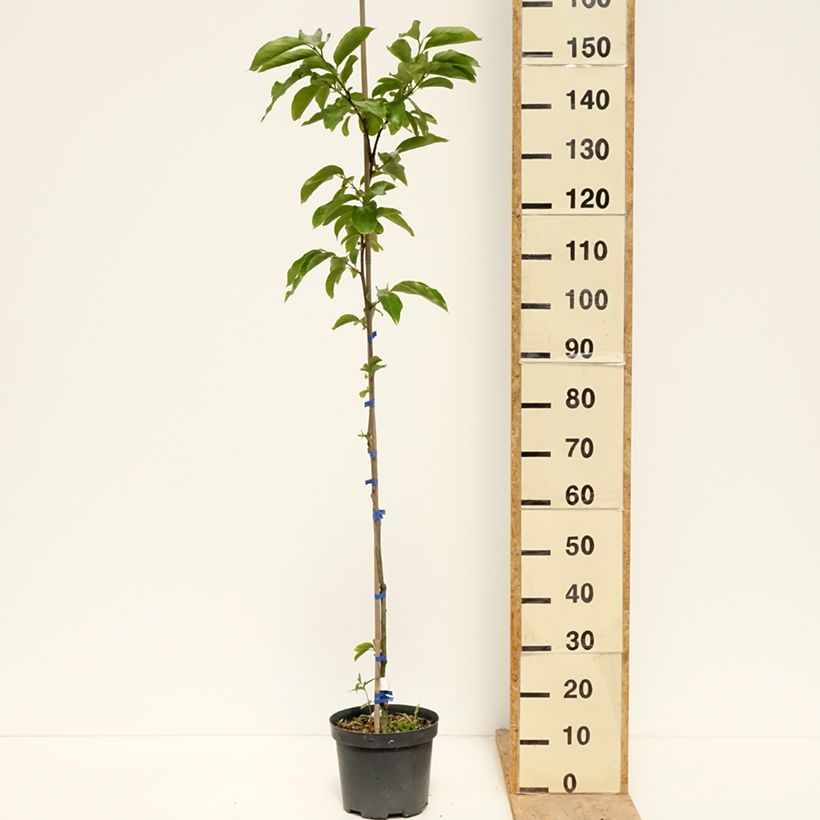 Spécimen de Plaqueminier, Kaki - Diospyros kaki Budapest Pot de 4L/5L, Demi-Tige tel que livré au printemps