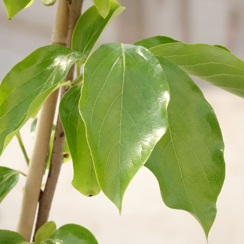 Plaqueminier, Kaki - Diospyros kaki Budapest (Feuillage)