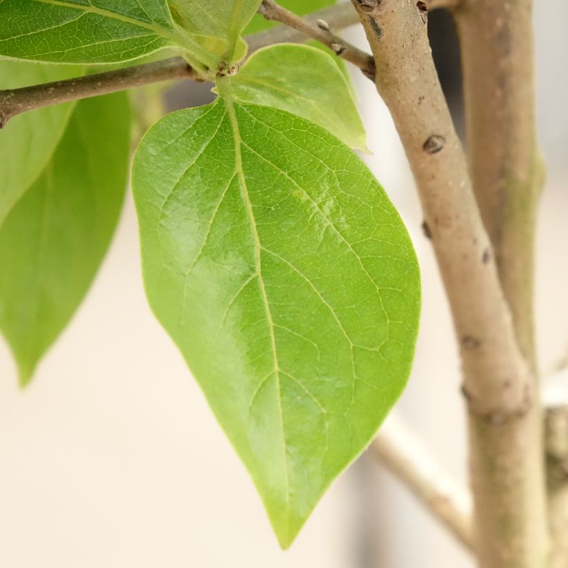 Plaqueminier, Kaki - Diospyros kaki Cioccolatino (Feuillage)