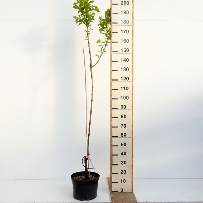 Spécimen de Plaqueminier, Kaki - Diospyros kaki Ragno Pot de 12L/15L, Demi-Tige tel que livré au printemps