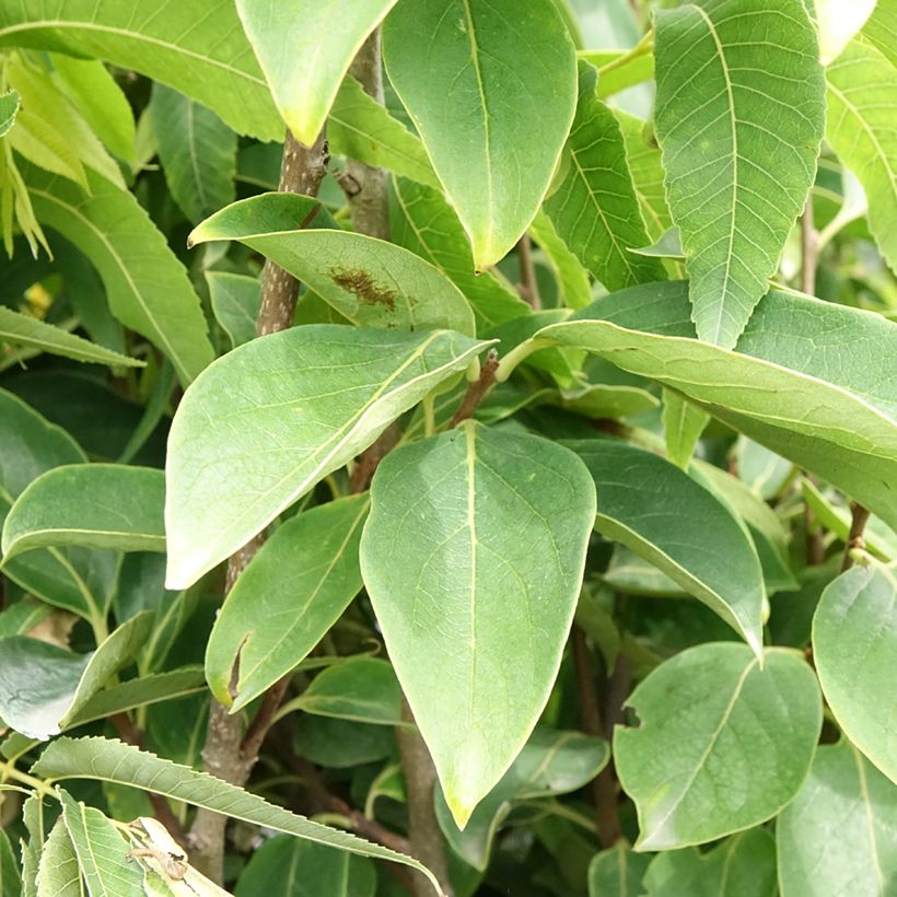 Plaqueminier, Kaki - Diospyros kaki Rouge Brillant - Persimon (Feuillage)