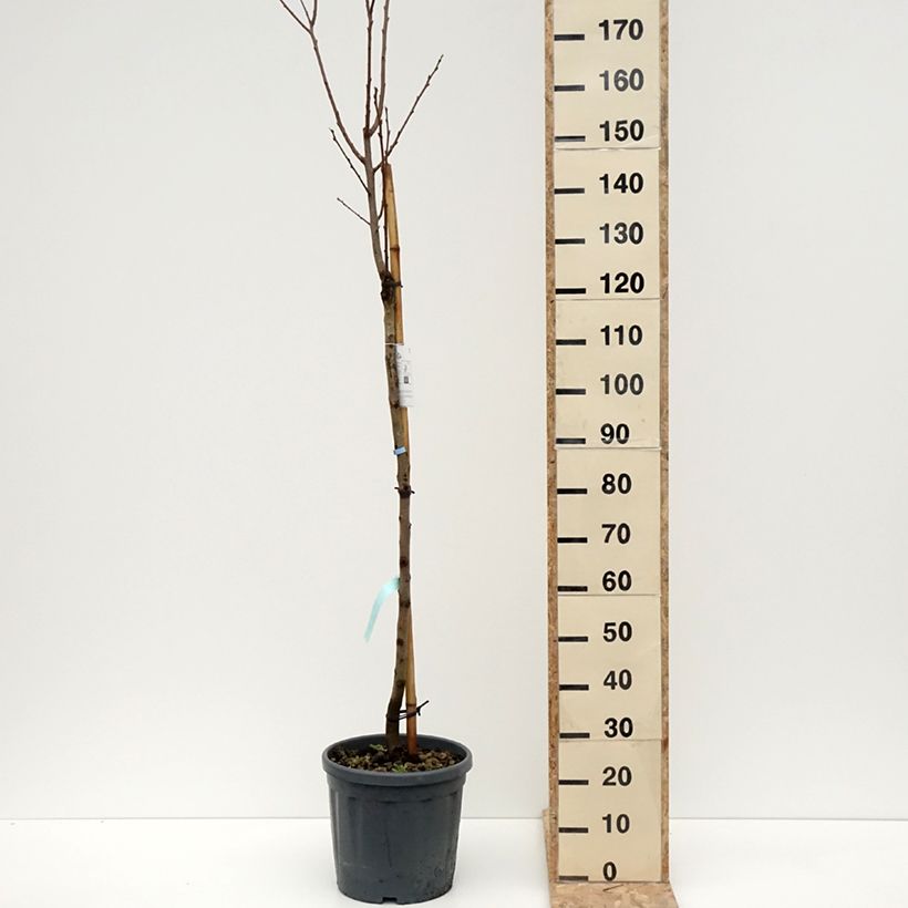 Example of Plaqueminier, Kaki - Diospyros kaki Sharon Pot de 12L/15L, Demi-Tige as you get in hiver