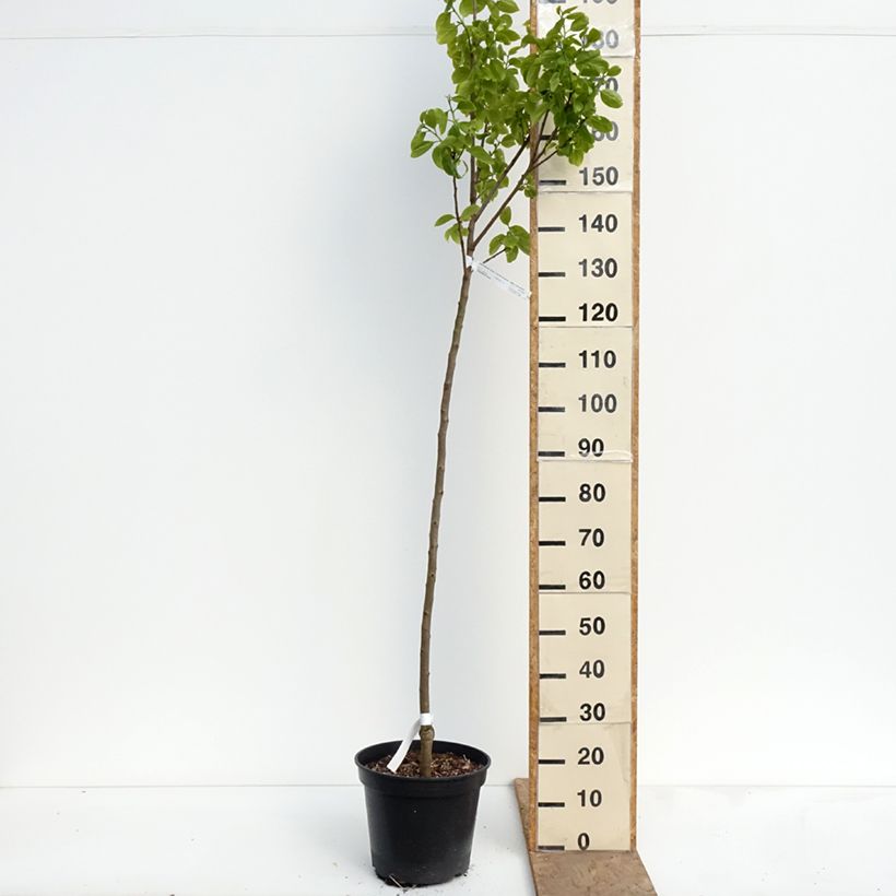 Spécimen de Plaqueminier, Kaki - Diospyros kaki Sharon Pot de 12L/15L, Demi-Tige tel que livré au printemps