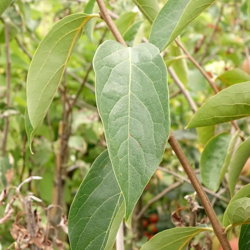 Plaqueminier, Kaki - Diospyros kaki Sharon (Foliage)