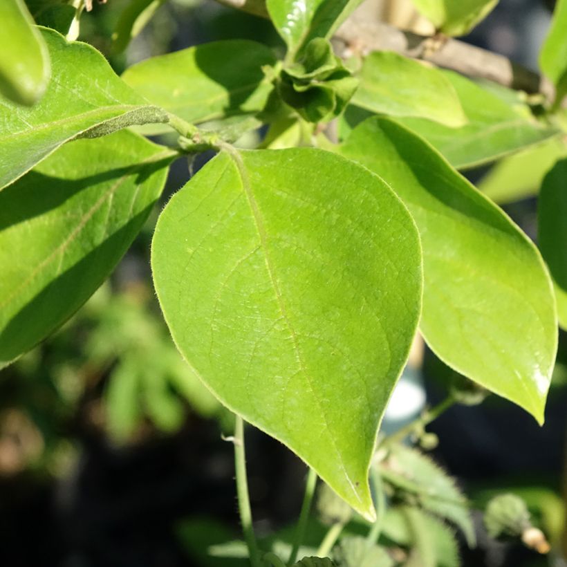 Plaqueminier, Kaki - Diospyros kaki Tipo (Foliage)