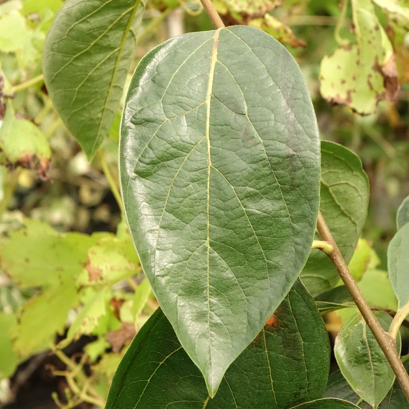 Plaqueminier, Kaki - Diospyros Nikita’s Gift (Foliage)