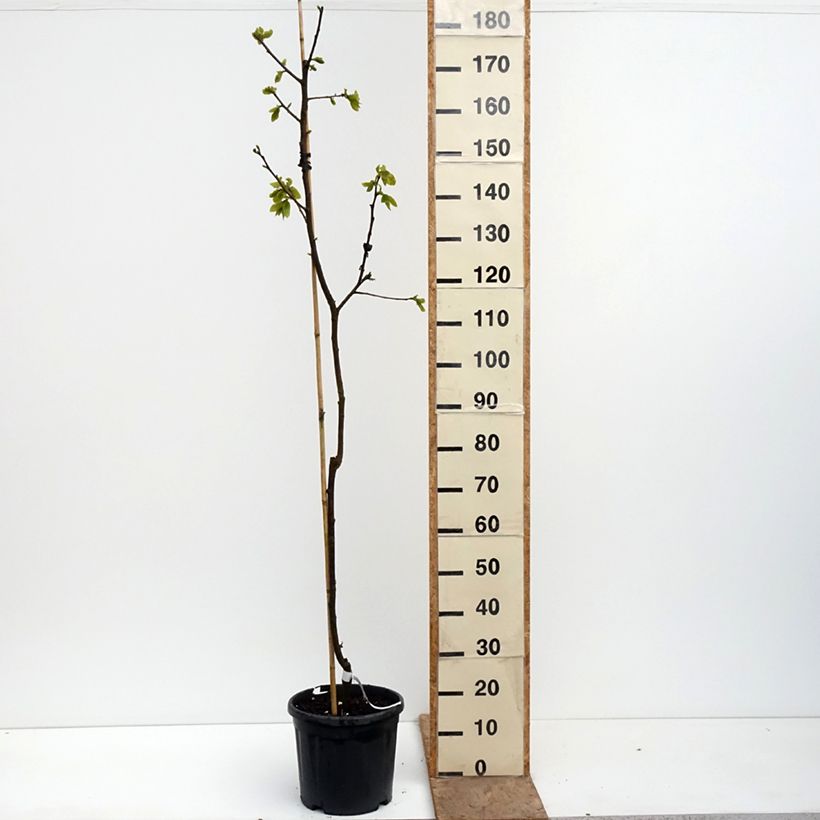 Spécimen de Plaqueminier, Kaki - Diospyros Nikita’s Gift Pot de 4L/5L, Demi-Tige tel que livré au printemps