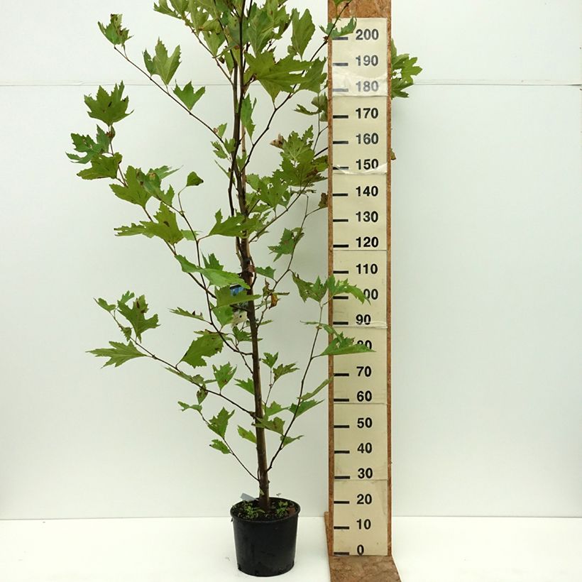 Spécimen de Platanus orientalis - Platane d'Orient Pot de 7,5L/10L tel que livré en été