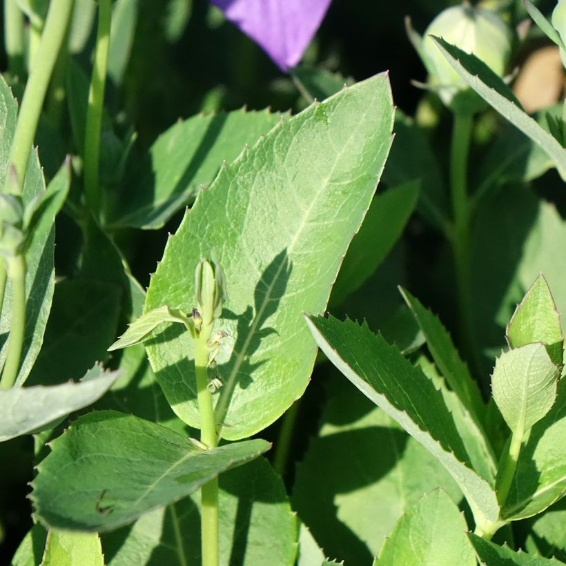 Platycodon grandiflorus Astra Blue (Feuillage)