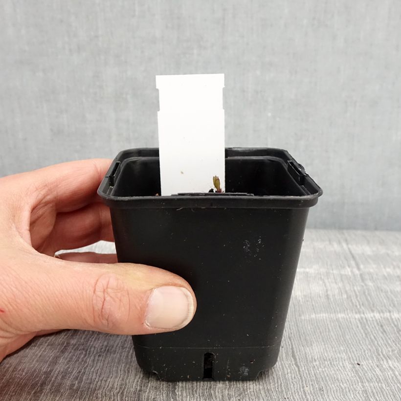 Spécimen de Platycodon grandiflorus Fuji Blue Godet de 8/9 cm tel que livré au printemps