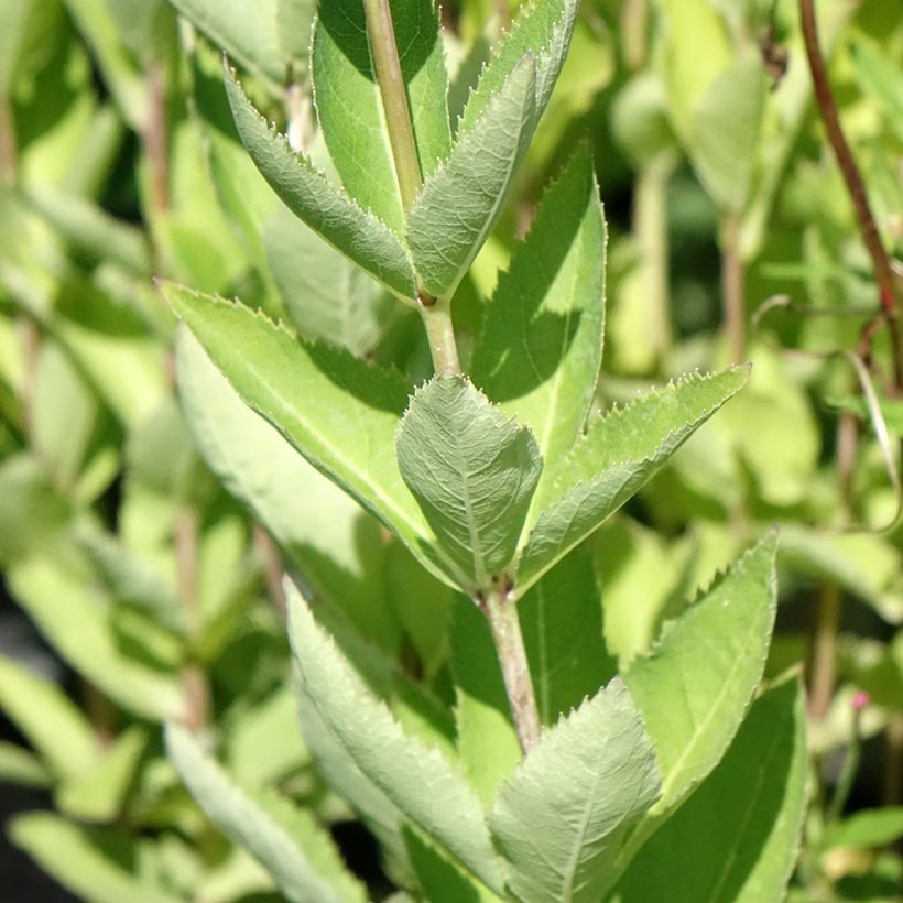 Platycodon grandiflorus Fuji Blue (Feuillage)