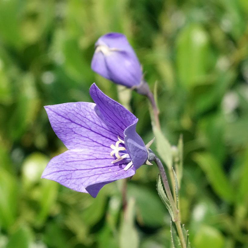 Platycodon grandiflorus Fuji Blue (Floraison)
