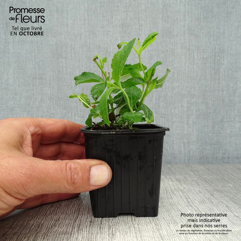 Spécimen de Platycodon grandiflorus Mariesii Godet de 7/8 cm tel que livré en automne