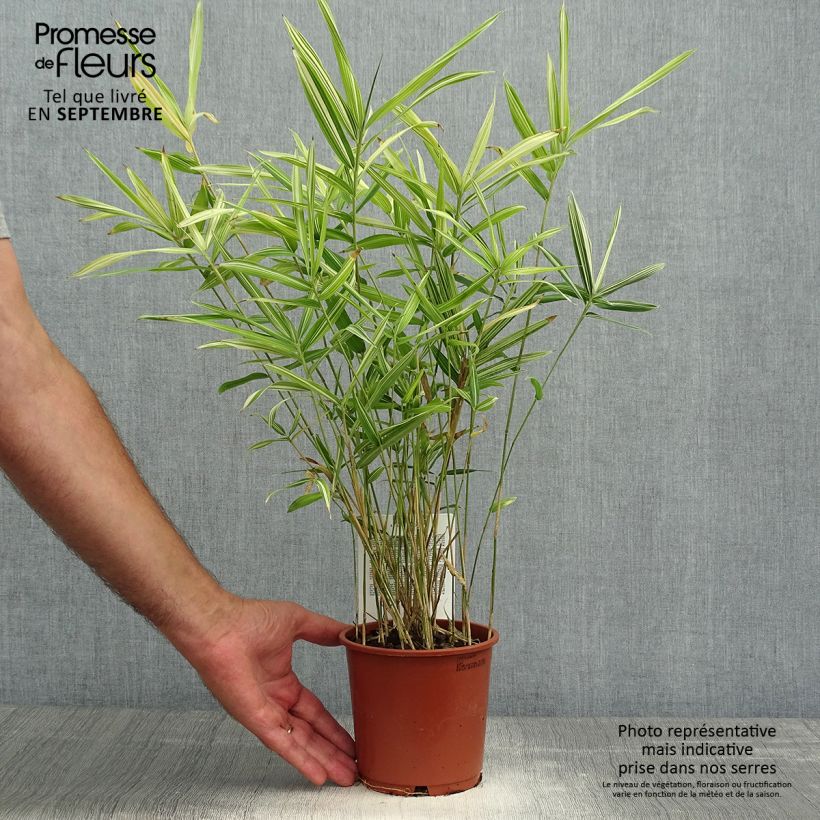 Spécimen de Pleioblastus fortunei Variegatus - Bambou nain Pot de 1L/1,5L tel que livré en automne
