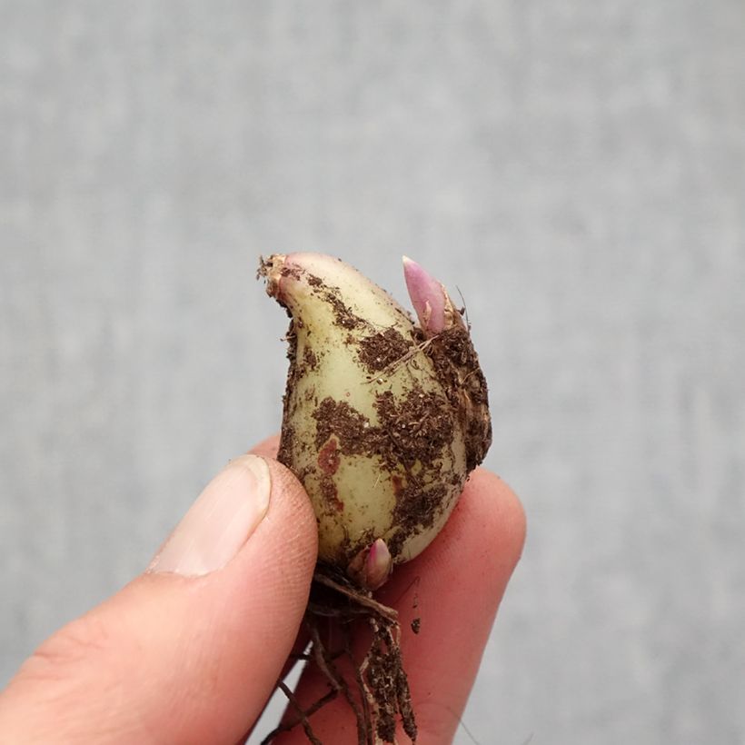 Spécimen de Pleione formosana Alba   Bulbe calibre I tel que livré au printemps