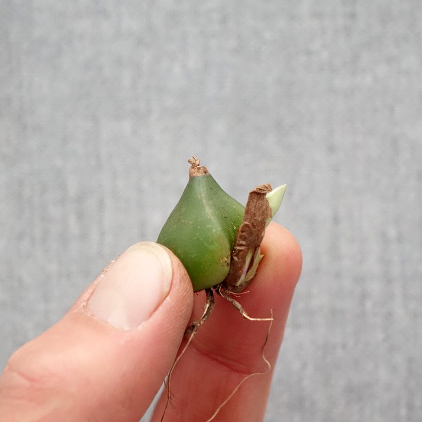 Example of Pleione formosana - Pleione de Formose bulbe Bulbe calibre I as you get in printemps