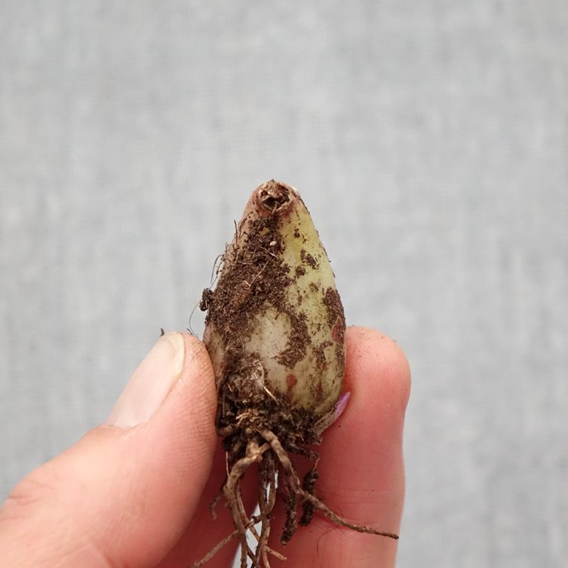 Example of Pleione forrestii Bulbe calibre I as you get in printemps