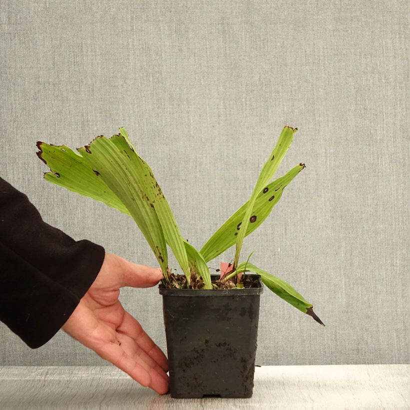 Spécimen de Pleione Glacier Peak - Orchidée terrestre Godet de 8/9 cm tel que livré en automne