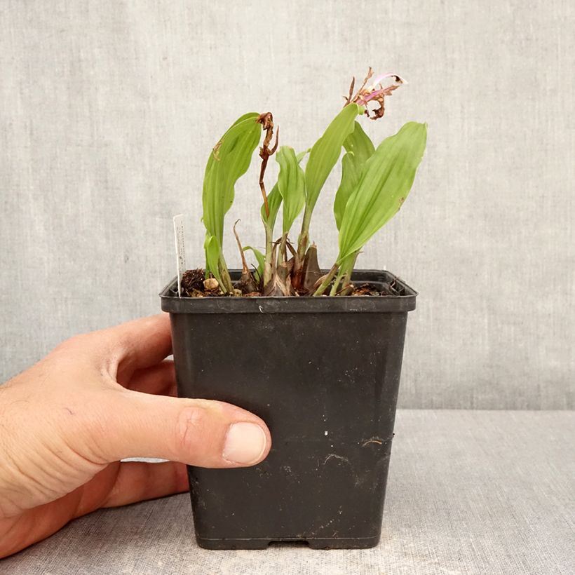 Spécimen de Pleione Tongariro Pot de 10 cm/11cm calibre I tel que livré au printemps