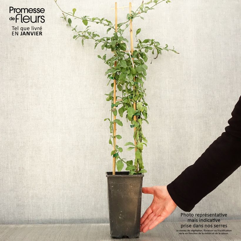 Example of Plumbago auriculata Dark Blue - Plumbago du Cap Dark Blue  Pot de 2L/3L as you get in hiver