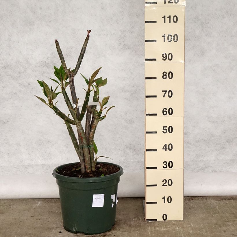 Spécimen de Plumeria rubra - Frangipanier rouge ou commun Pot de 6L/7L tel que livré au printemps