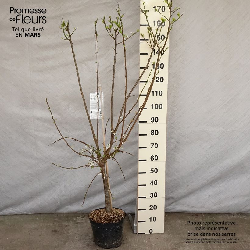 Example of Pluot Flavor Supreme Pot de 7,5L/10L, Gobelet as you get in printemps