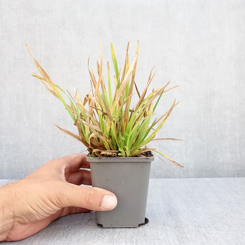 Spécimen de Poa chaixii - pâturin des Sudètes Godet de 8/9 cm tel que livré en été