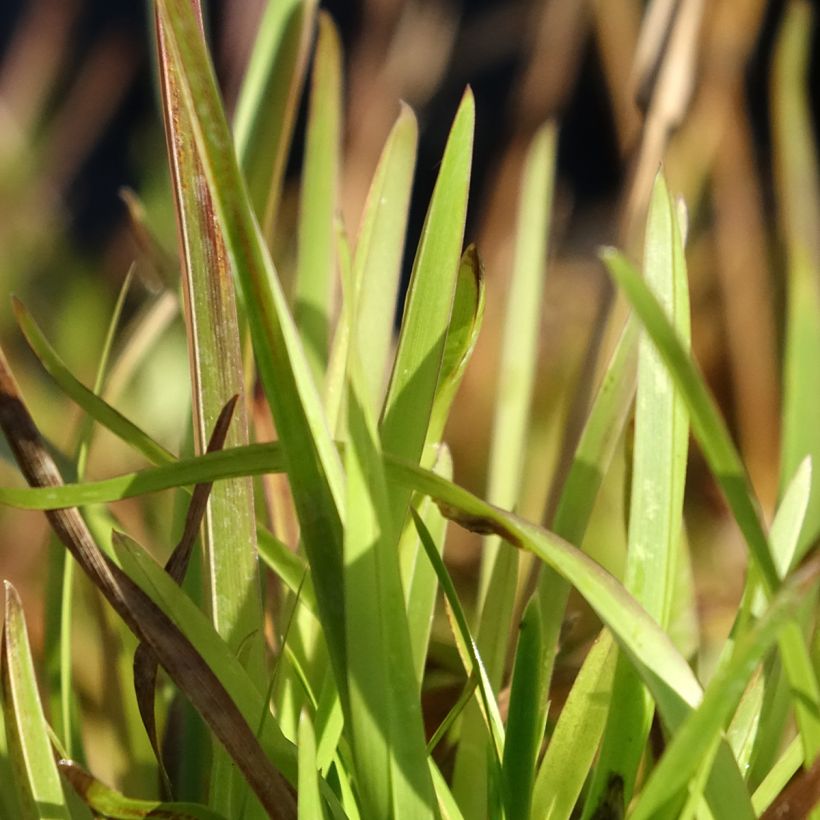 Poa chaixii - pâturin des Sudètes (Feuillage)
