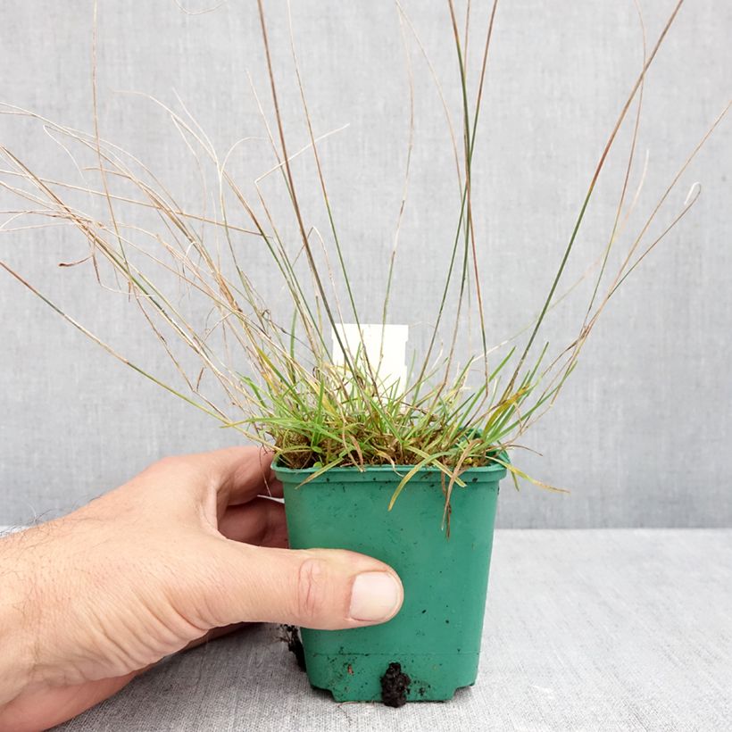 Spécimen de Poa glauca Blue Hills - Pâturin glauque Godet de 8/9 cm tel que livré en automne
