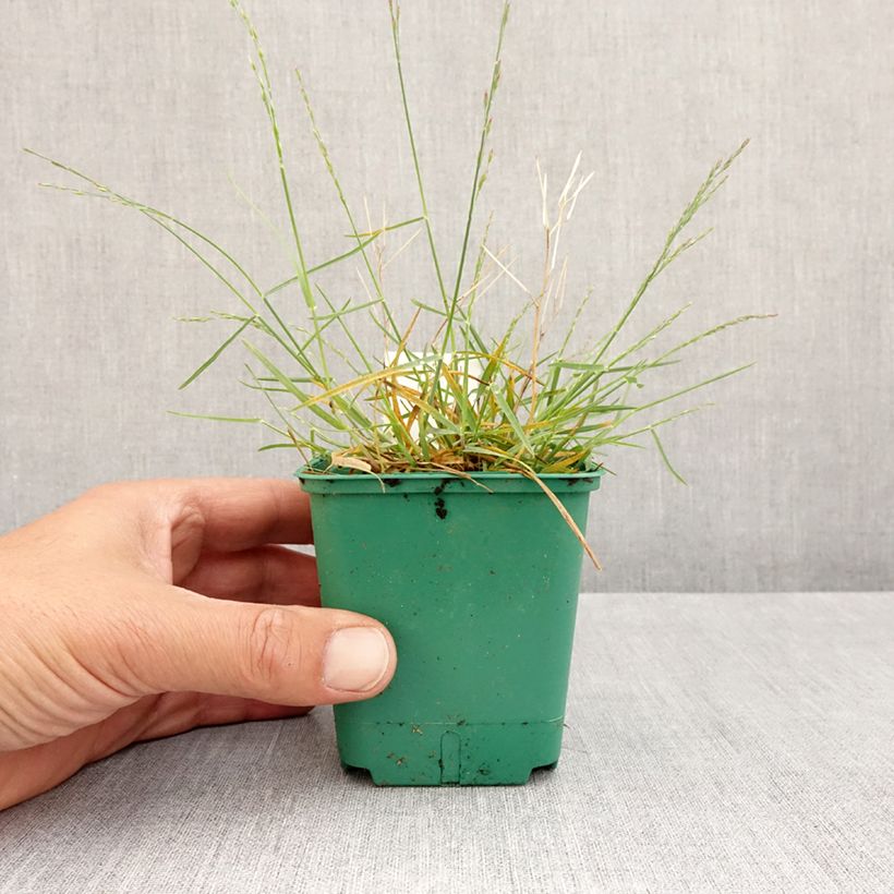 Spécimen de Poa glauca Blue Hills - Pâturin glauque Godet de 8/9 cm tel que livré au printemps
