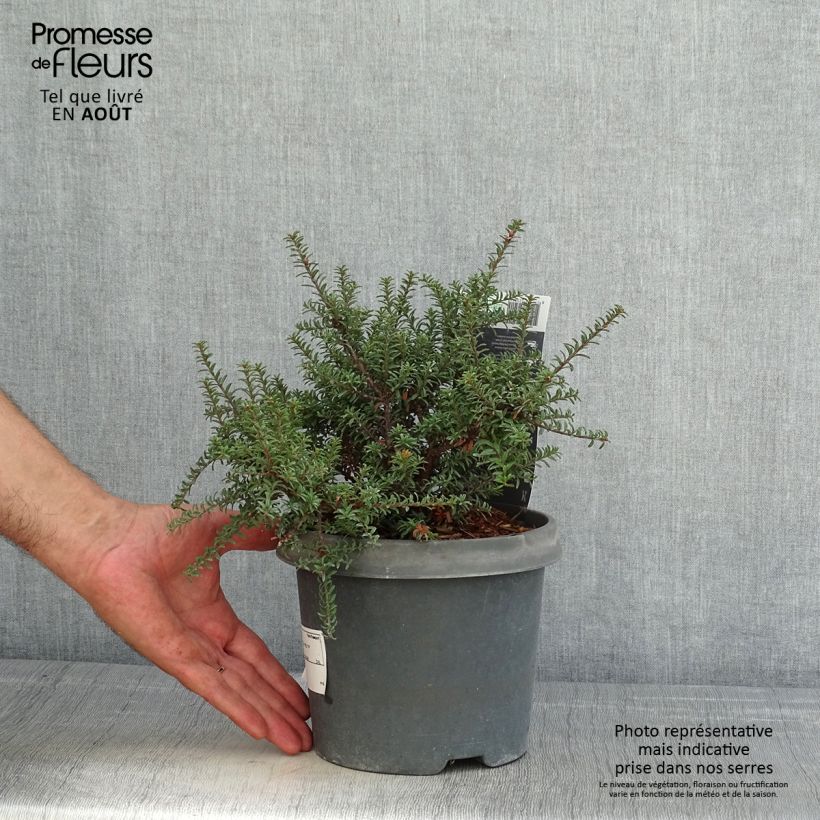 Spécimen de Podocarpus lawrencii Red Tip Pot de 2L/3L tel que livré en été
